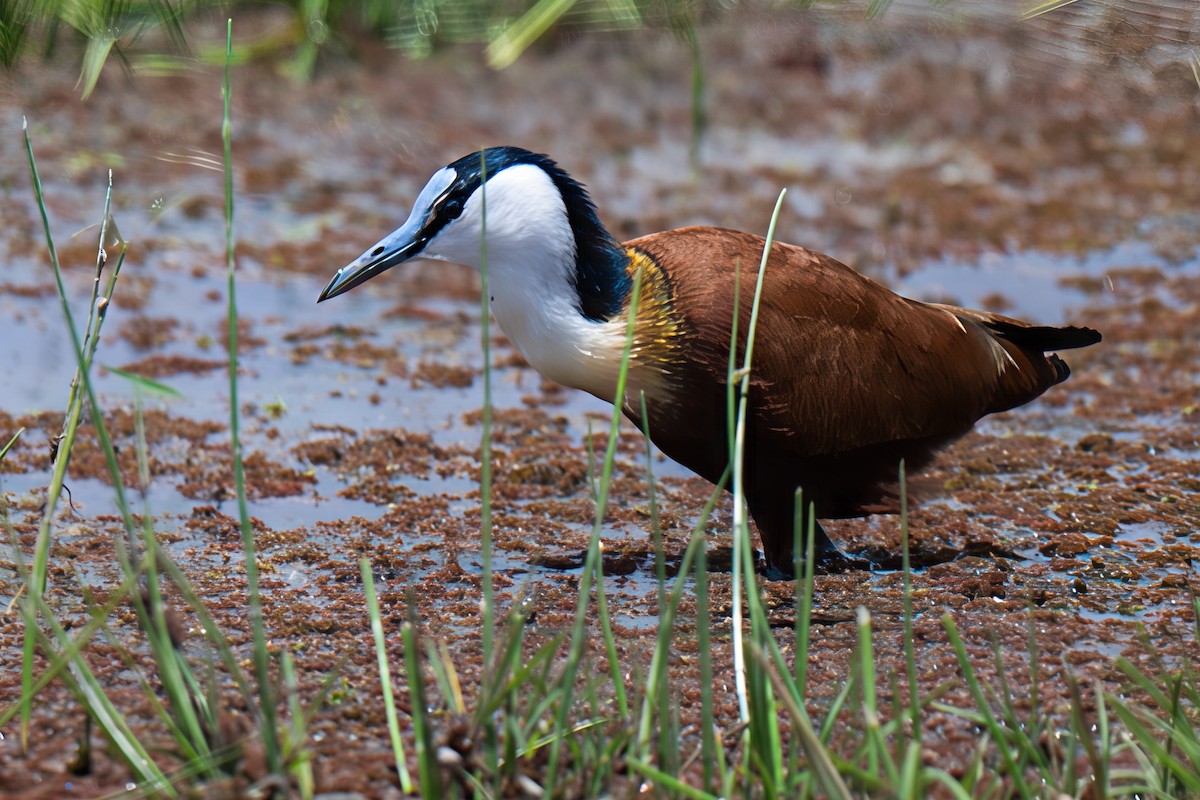 African Jacana - ML642558547