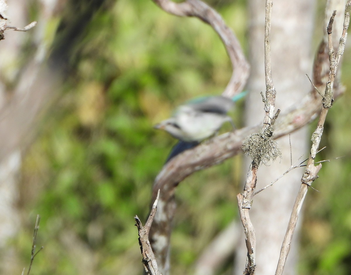 Glaucous Tanager - ML642558550