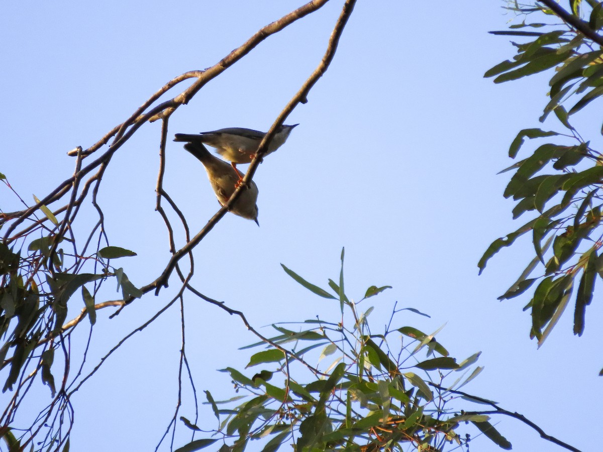 Brown-headed Honeyeater - ML642558569