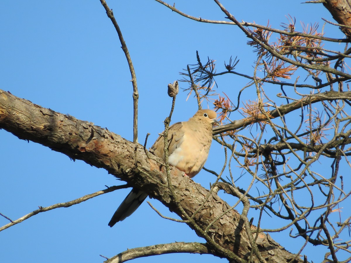 Mourning Dove - ML642558606