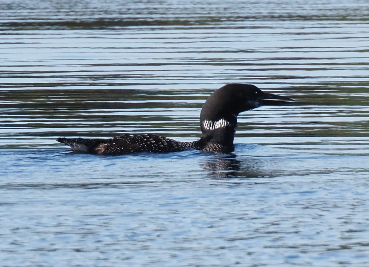 potáplice lední - ML642558611