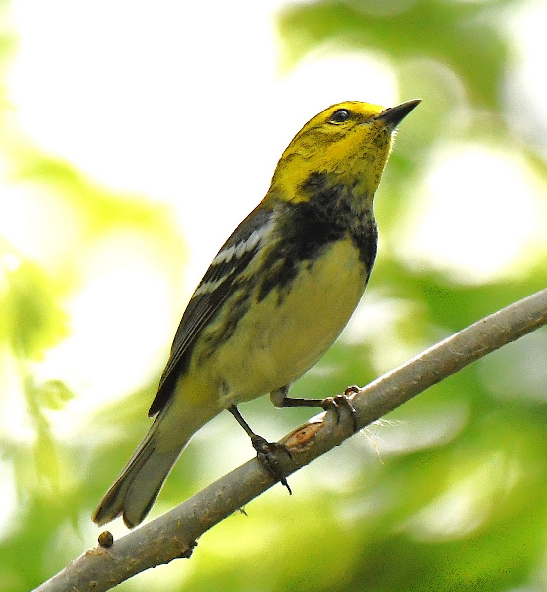 Black-throated Green Warbler - ML642558612