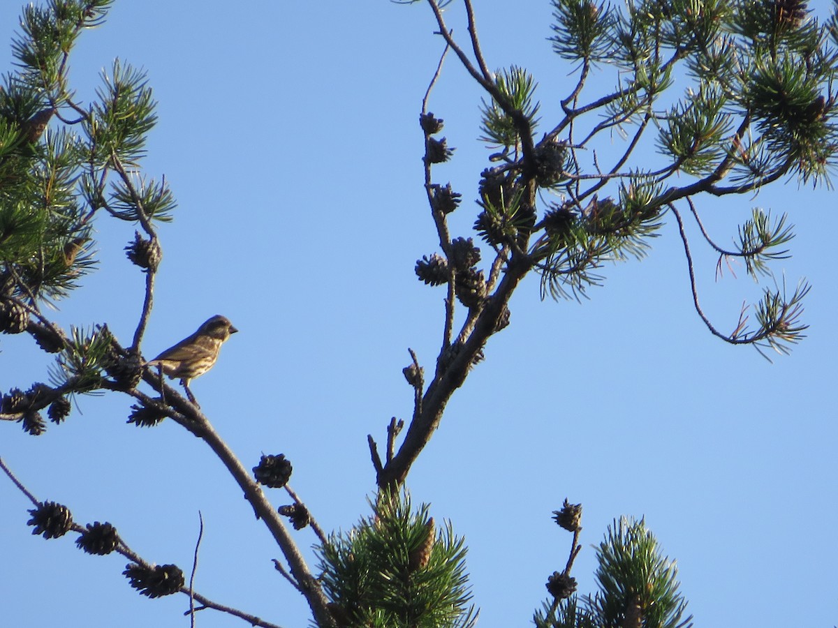 Purple Finch - ML642558620