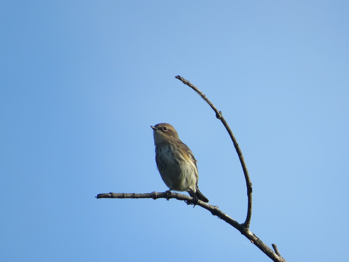 Yellow-rumped Warbler - ML642558628