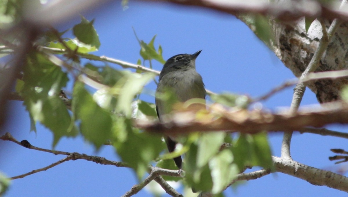 Cassin's Vireo - ML642558636