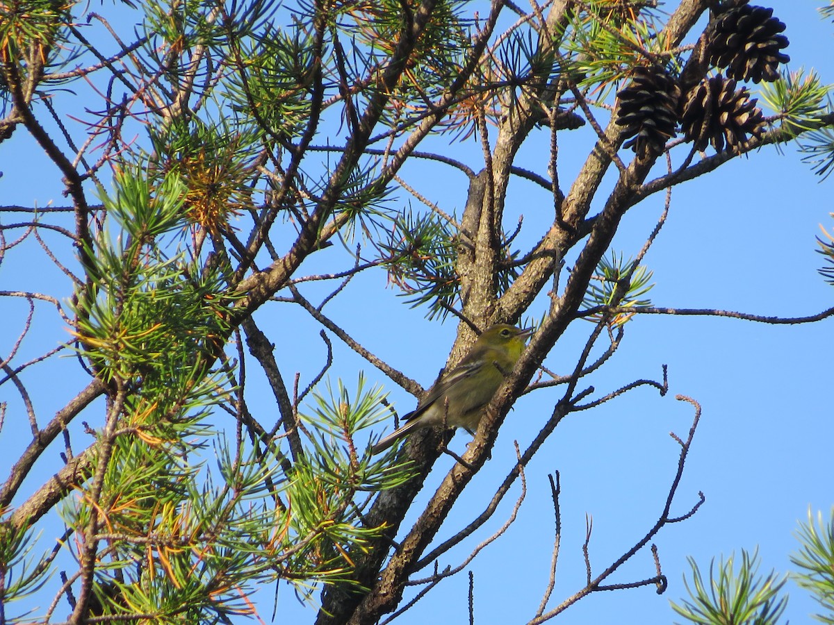 Pine Warbler - ML642558638