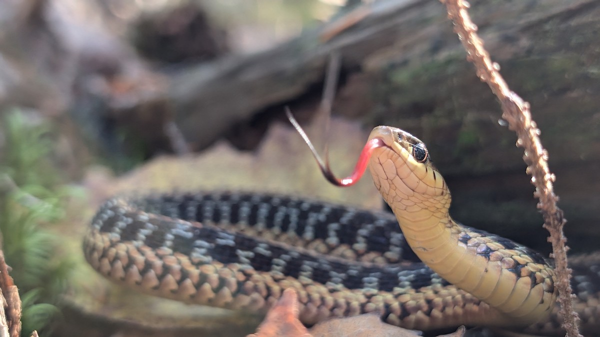 Maritime Garter Snake - ML642558662