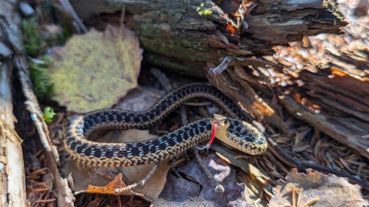 Maritime Garter Snake - ML642558663