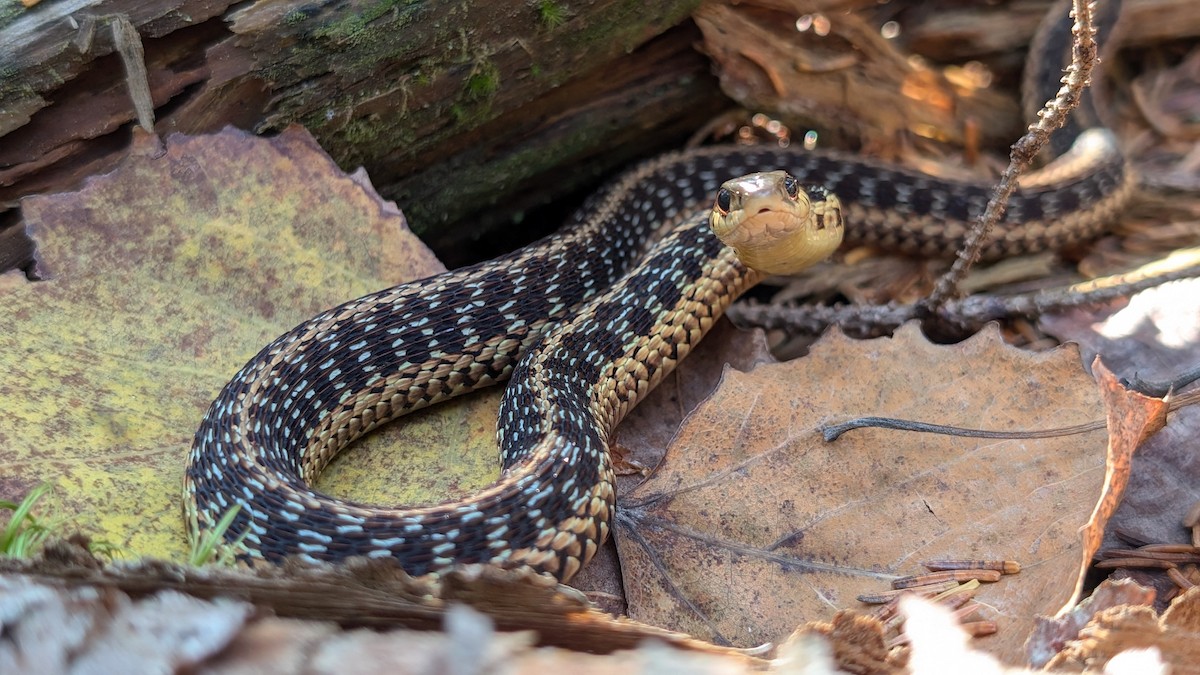 Maritime Garter Snake - ML642558664
