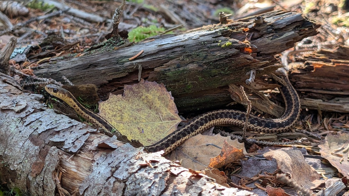 Maritime Garter Snake - ML642558666