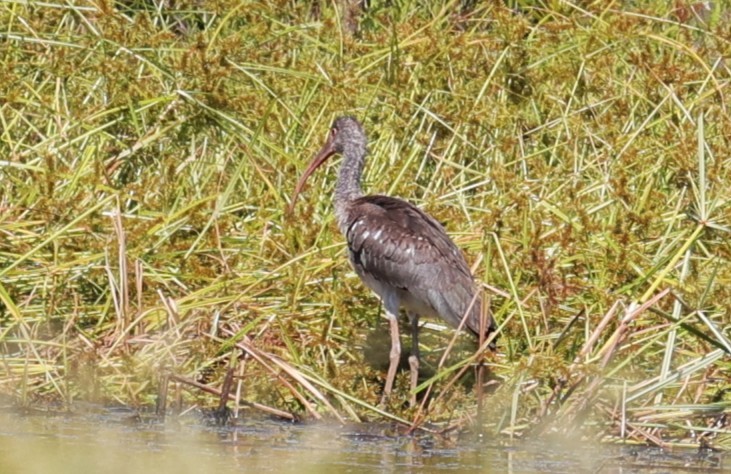 Glossy/White-faced Ibis - ML642558670