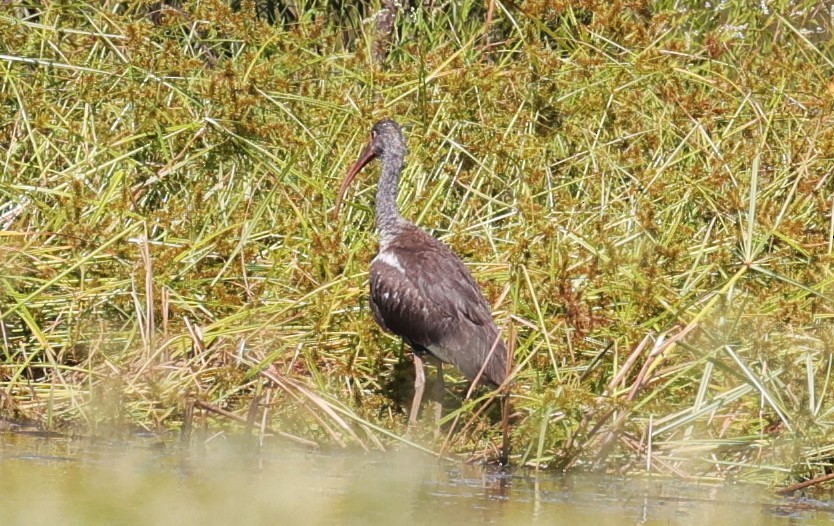 Glossy/White-faced Ibis - ML642558672