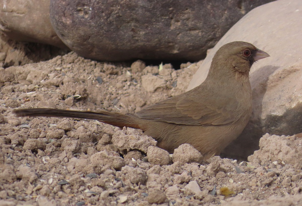 Abert's Towhee - ML642558674