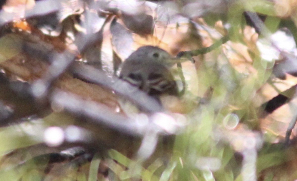 Gray Flycatcher - ML642558675