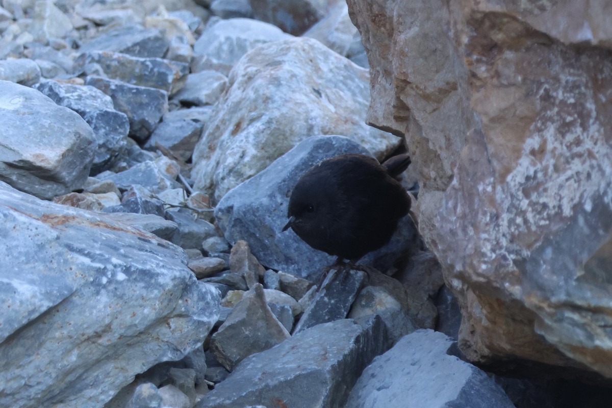 Magellanic Tapaculo - ML642558682