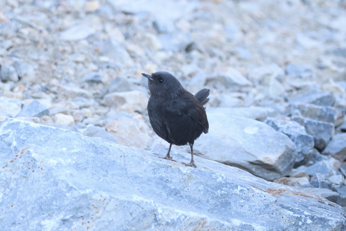 Magellanic Tapaculo - ML642558683