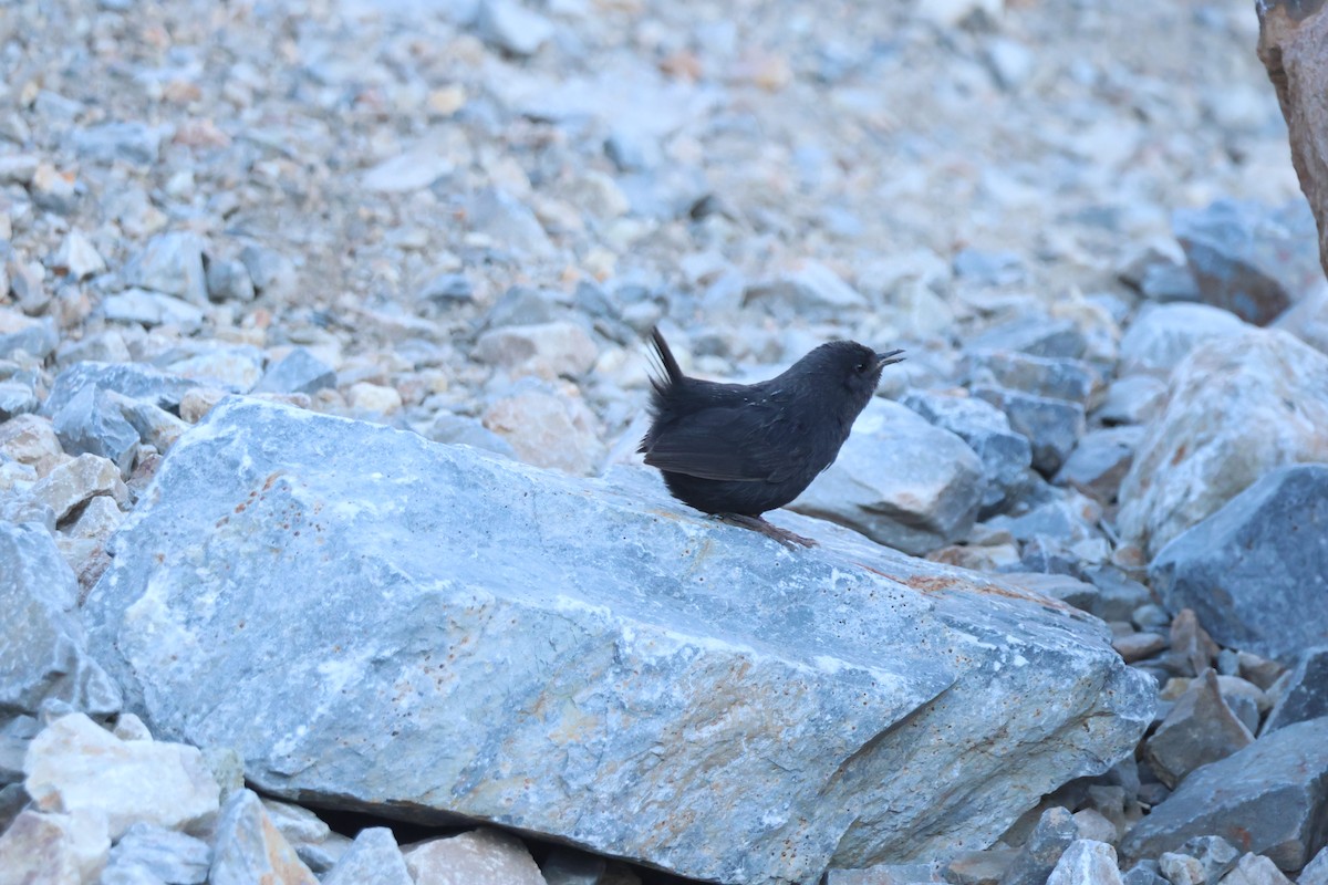 Magellanic Tapaculo - ML642558684