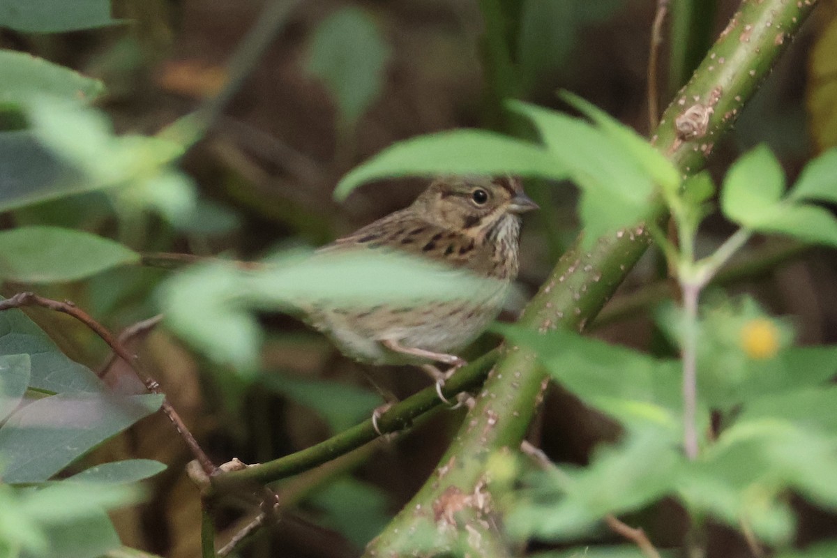 Lincoln's Sparrow - ML642558685