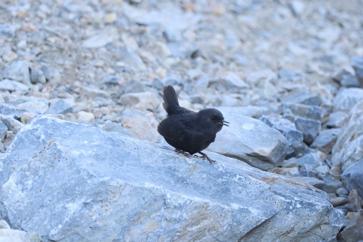 Magellanic Tapaculo - ML642558686