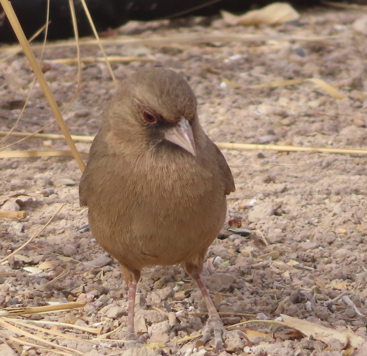Abert's Towhee - ML642558694