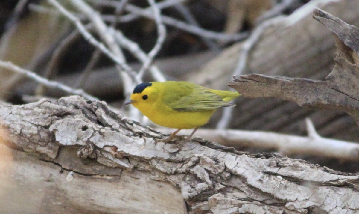 Wilson's Warbler - ML642558701