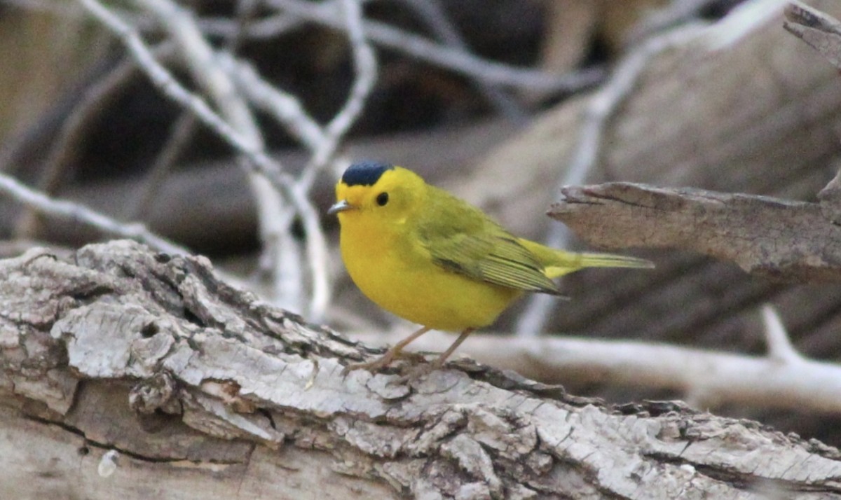 Wilson's Warbler - ML642558702