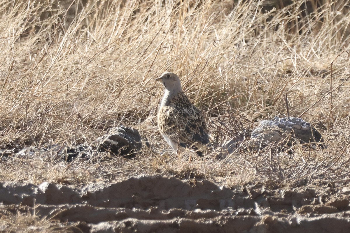 Gray-breasted Seedsnipe - ML642558715