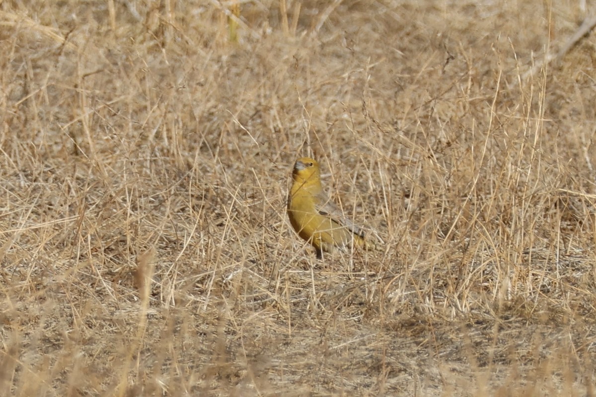 Goldbauch-Gilbtangare - ML642558775