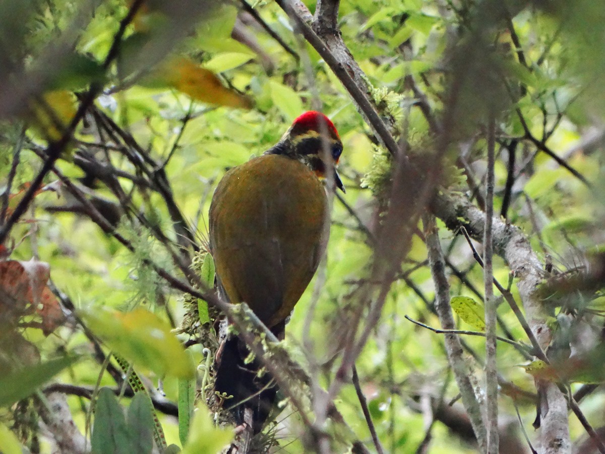 White-browed Woodpecker - ML642558803