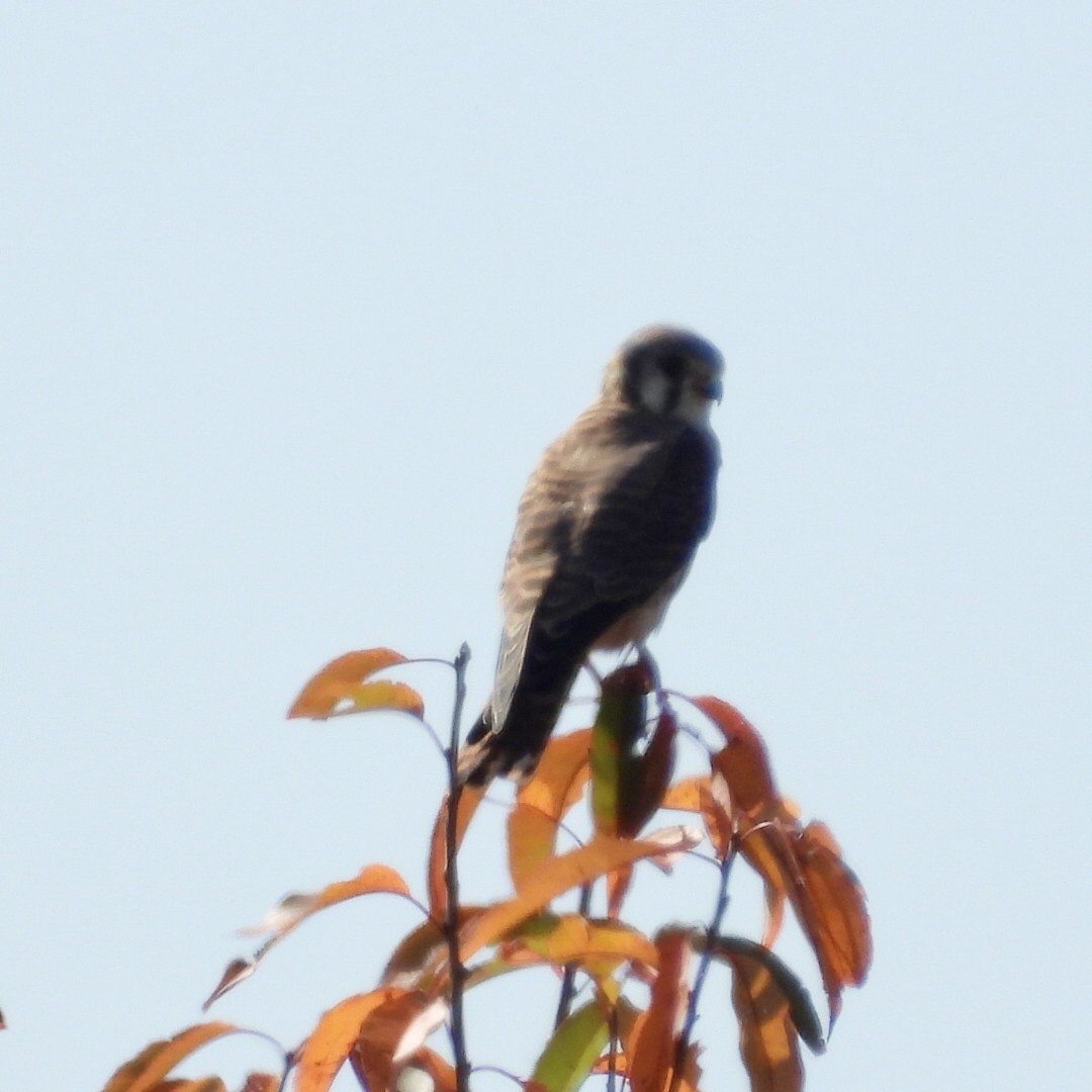 American Kestrel - ML642558830