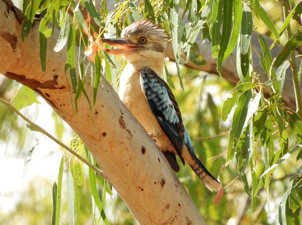 larmekokaburra - ML642558833
