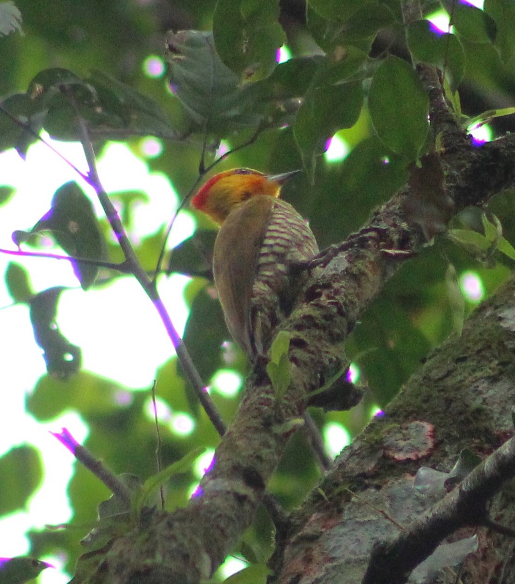 Carpintero Gorjigualdo - ML642558885