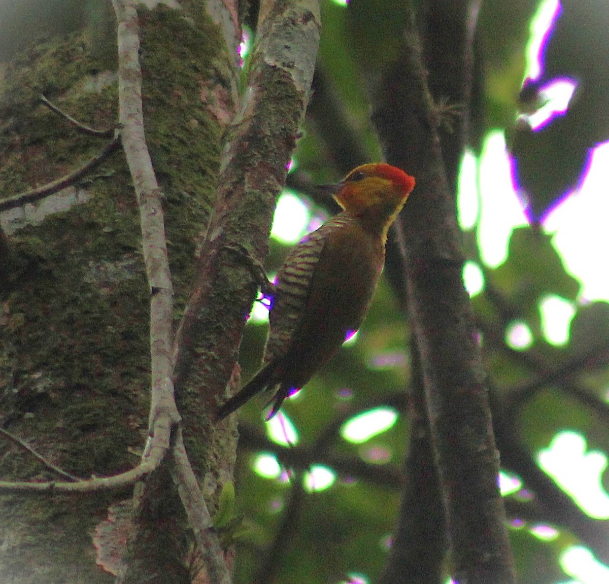 Carpintero Gorjigualdo - ML642558886