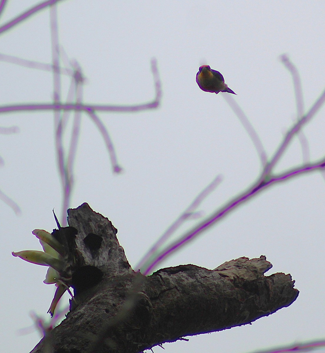 Yellow-fronted Woodpecker - ML642558897