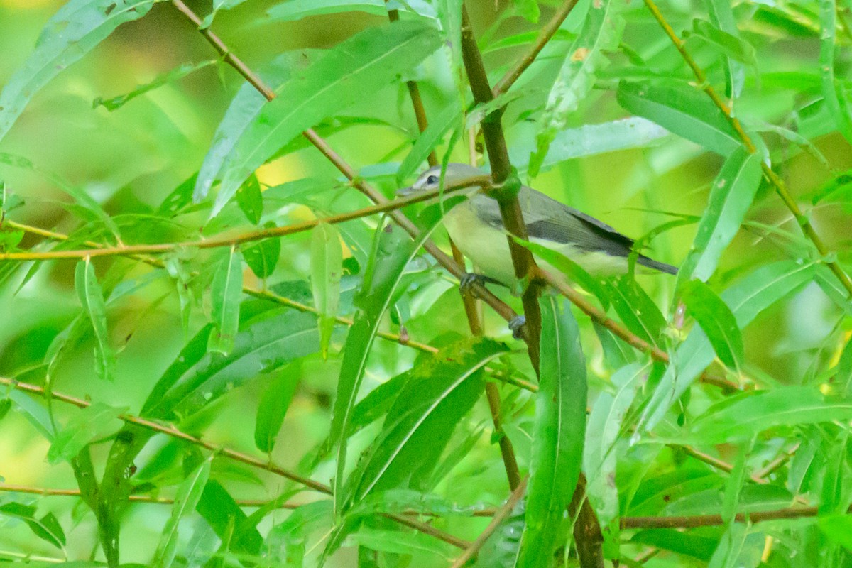 Philadelphia Vireo - ML642558903
