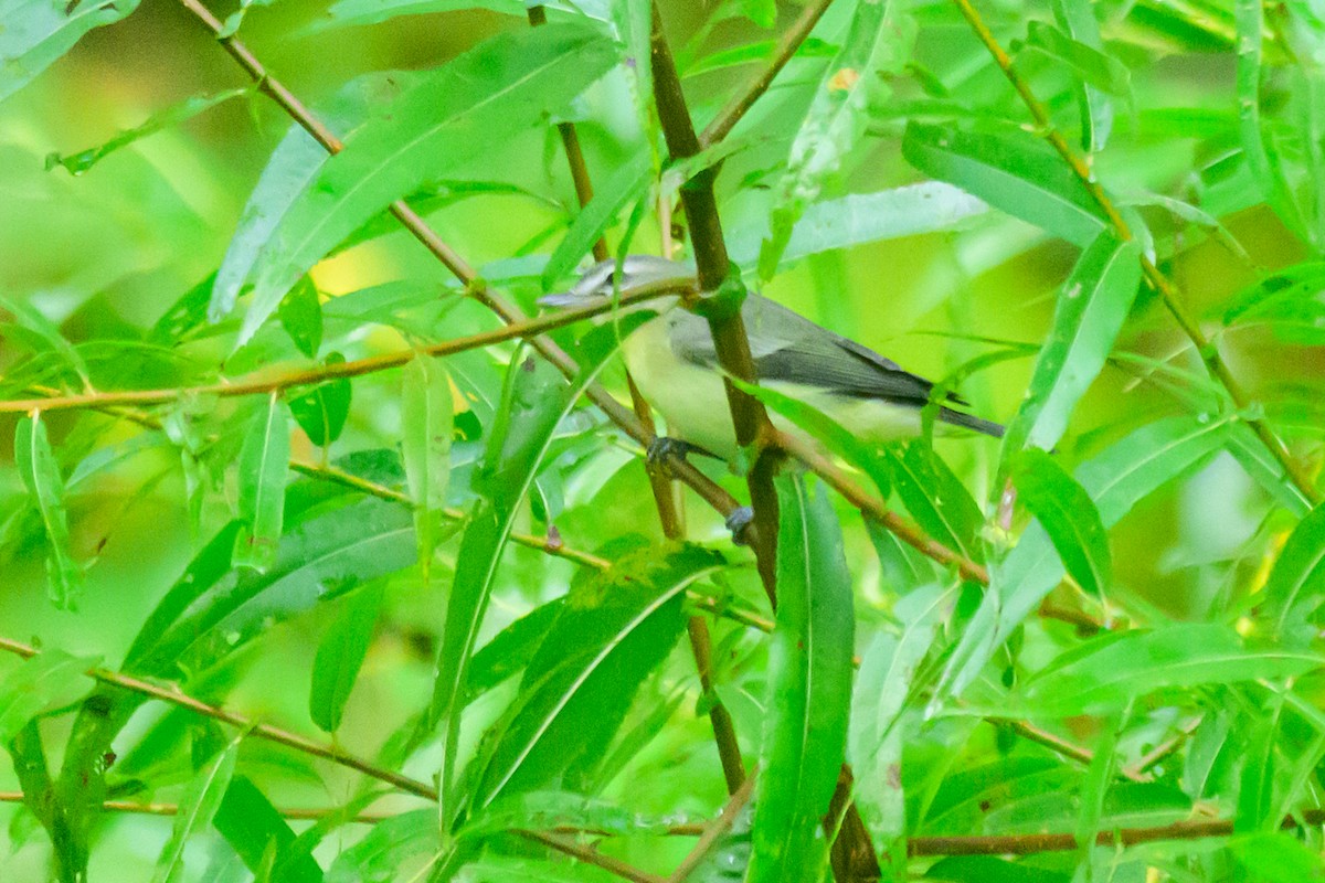 Philadelphia Vireo - ML642558904