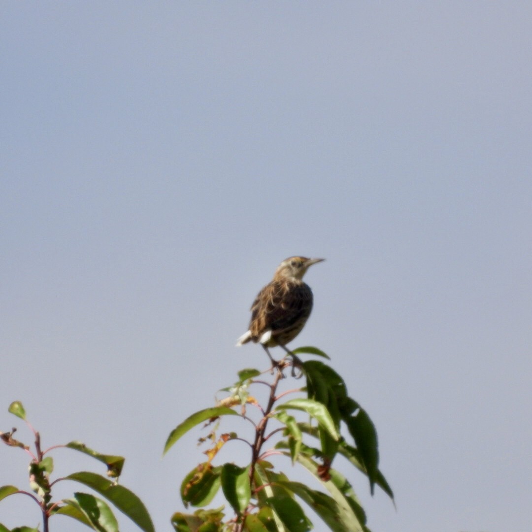 Eastern Meadowlark - ML642558905