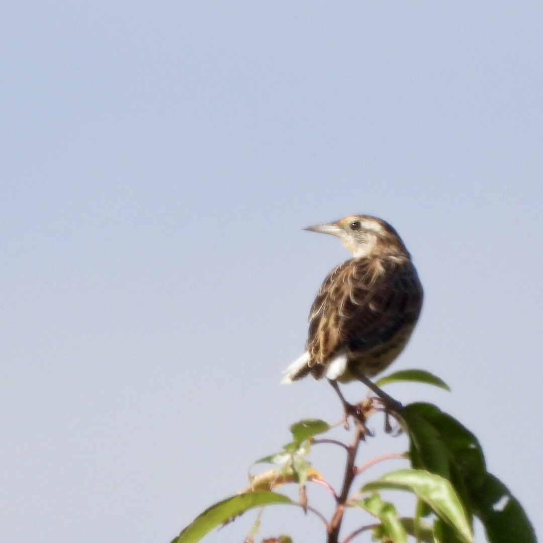 Eastern Meadowlark - ML642558907