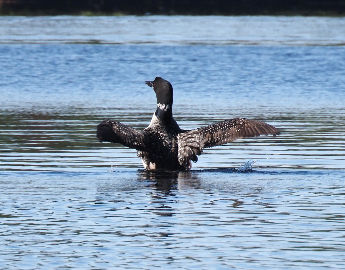 potáplice lední - ML642558911