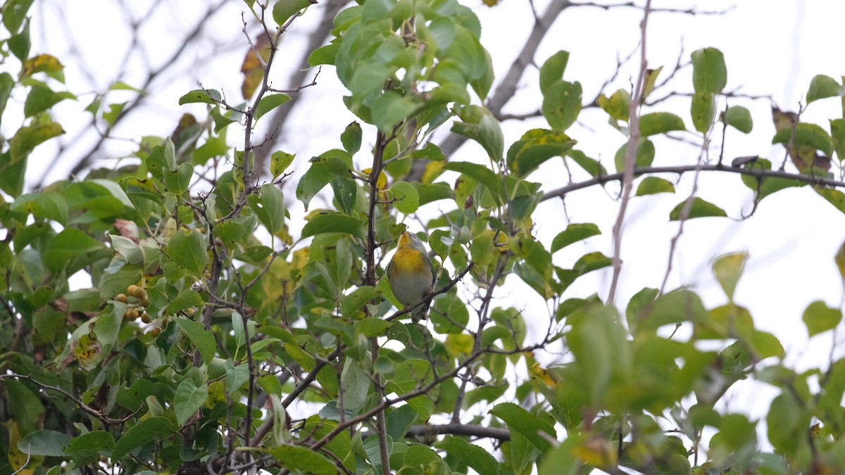 Northern Parula - ML642558927