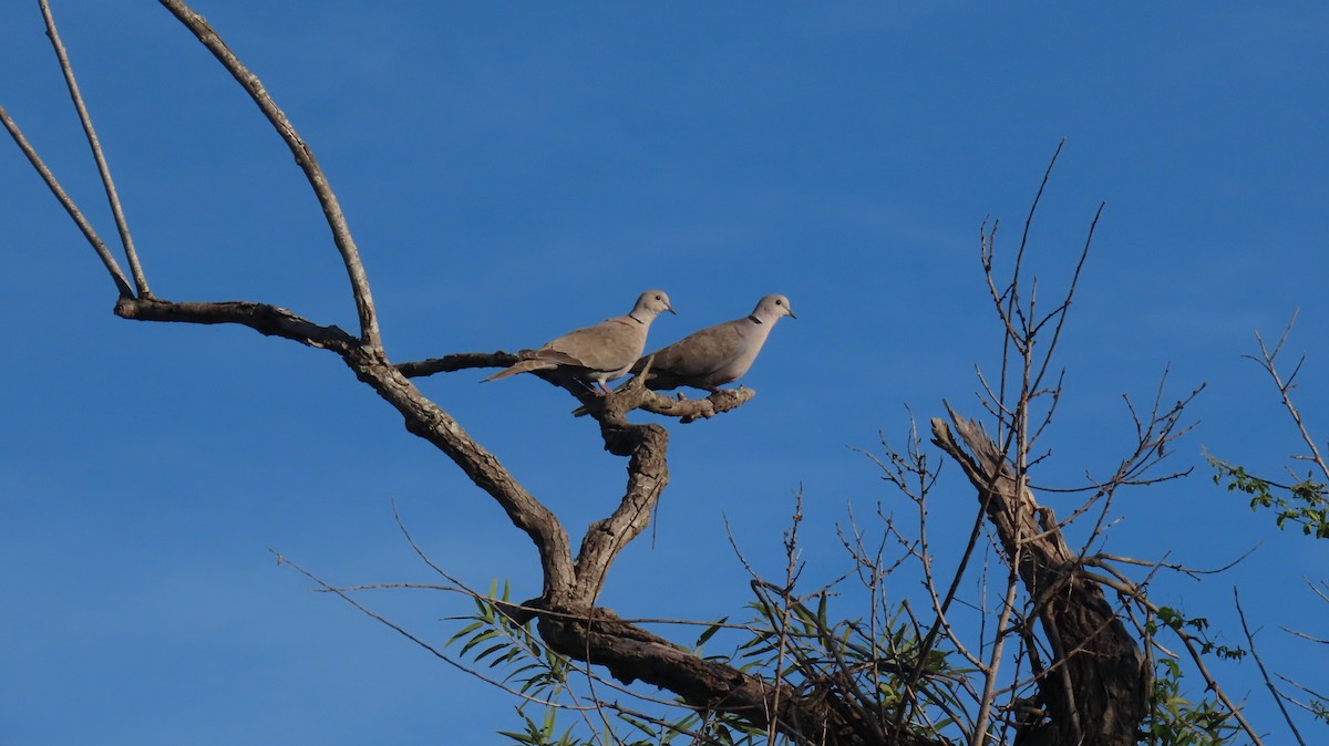 Eurasian Collared-Dove - ML642558936