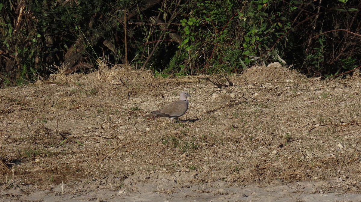 Eurasian Collared-Dove - ML642558938