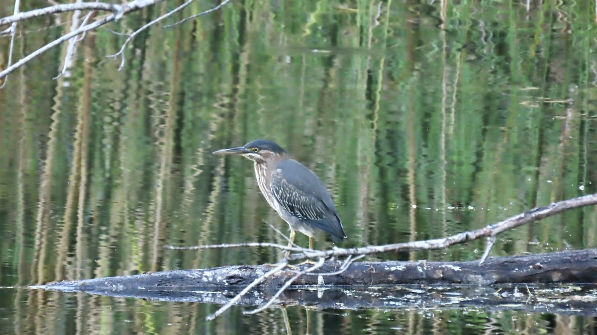 Green Heron - ML642558970