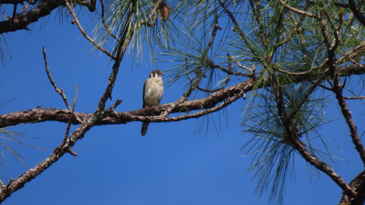 American Kestrel - ML642559001