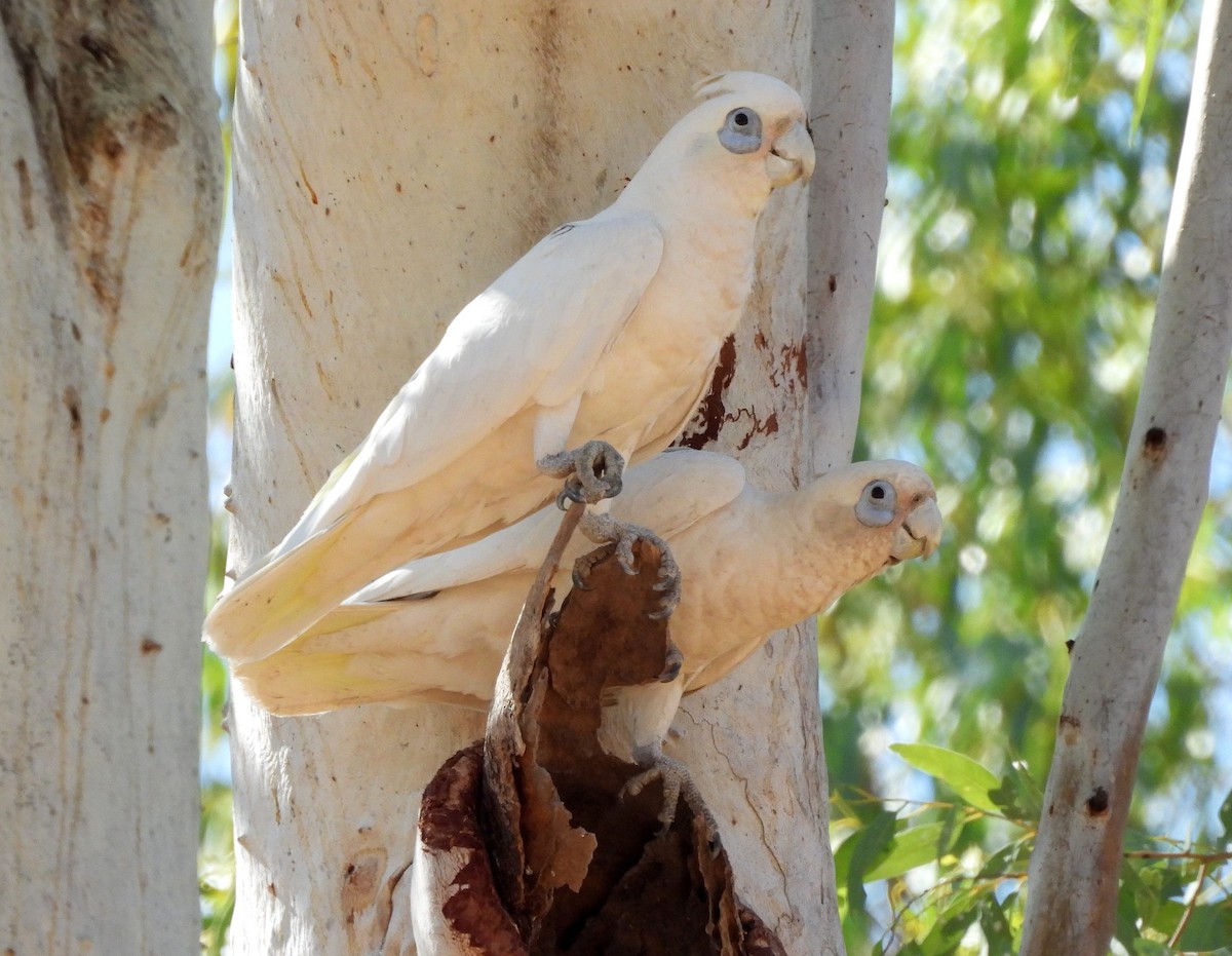 Little Corella - ML642559007