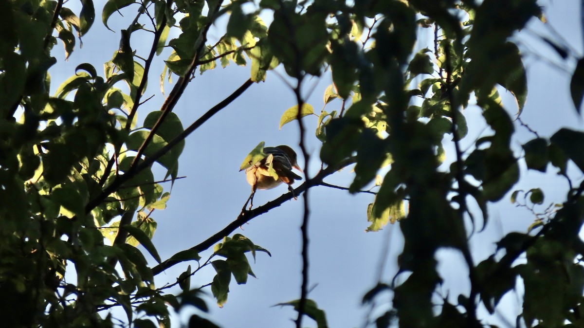 Baltimore Oriole - ML642559030