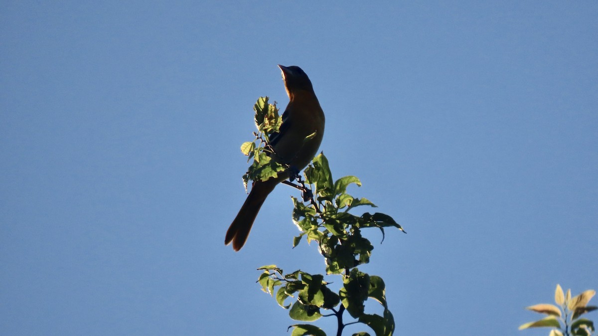 Baltimore Oriole - ML642559031