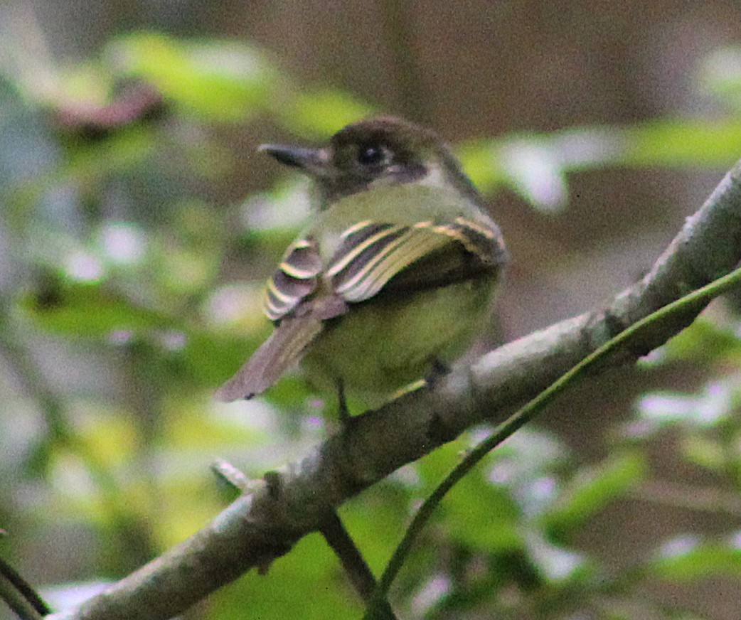 Sepia-capped Flycatcher - ML642559039