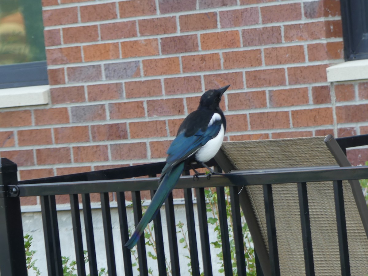 Black-billed Magpie - ML642559040