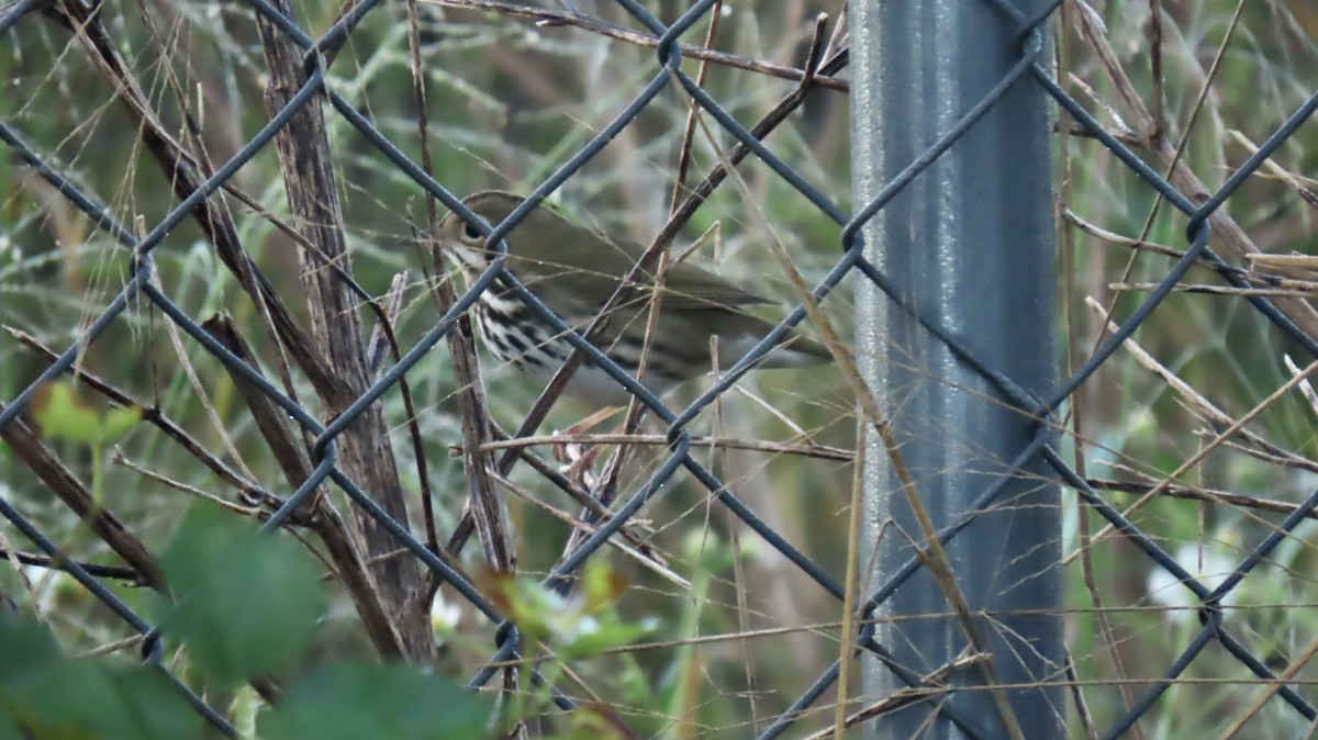 Ovenbird - ML642559044